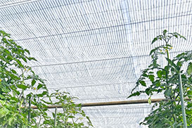 サンサンカーテン　デュオホワイト