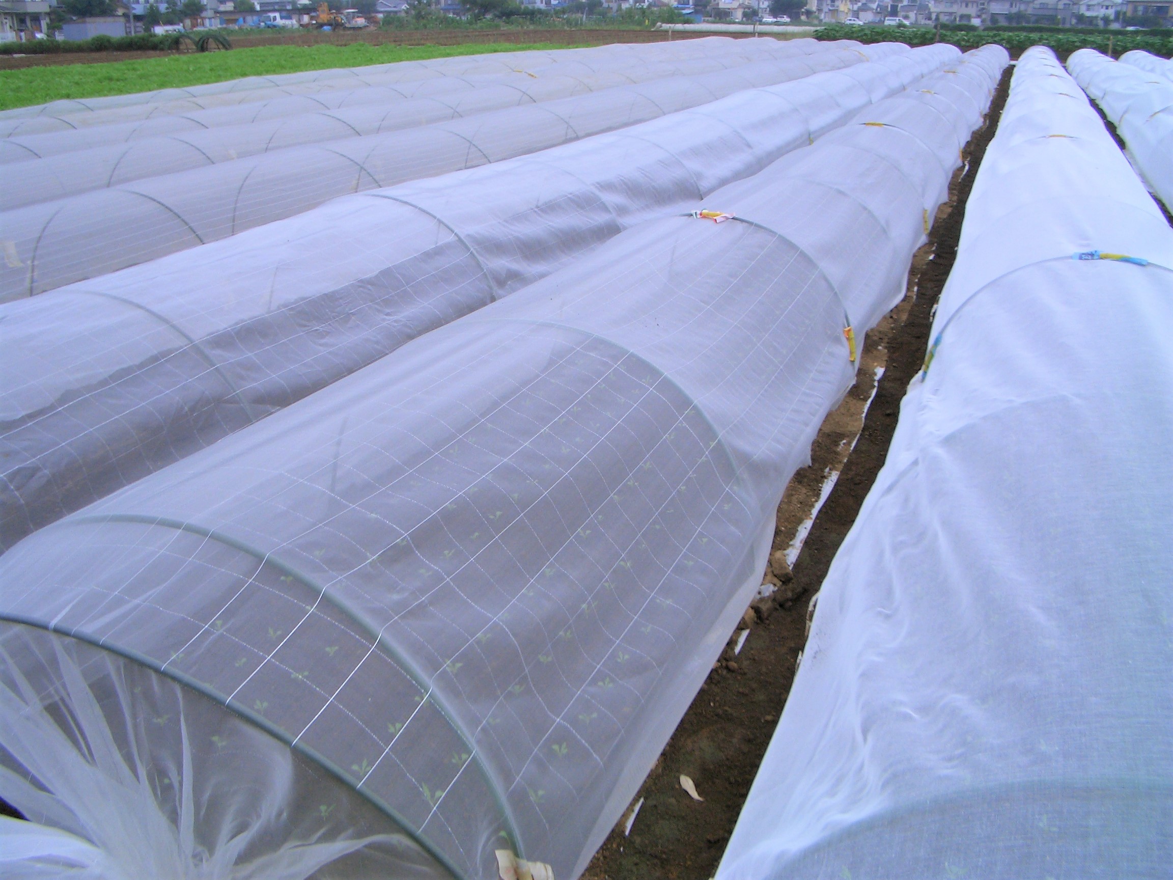 予約中！】 キンボシ 防虫サンサンネット 1.8×5m 園芸 農業 防寒 防霜