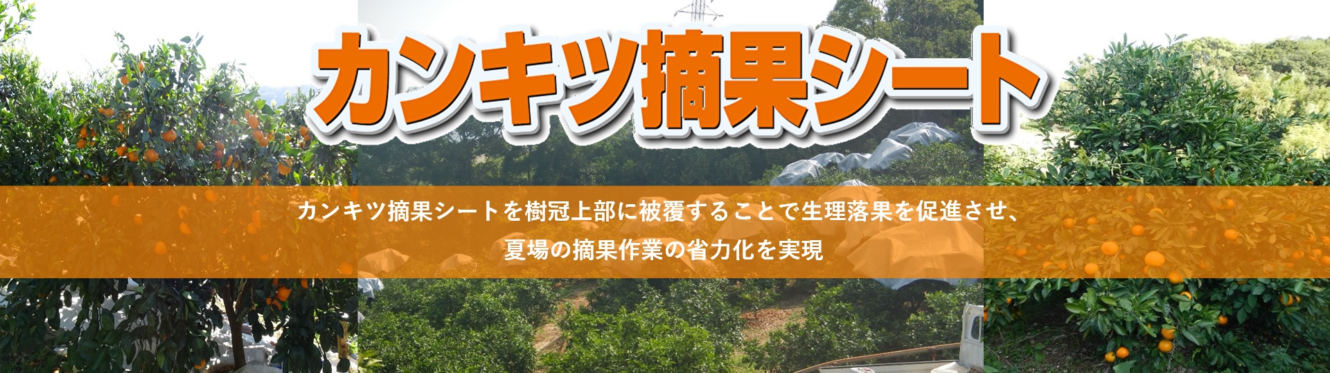 クレモナ寒冷紗 家庭菜園向け #600 幅1.8m 長さ20m 遮光率39% 6枚入 黒 寒冷紗 東京戸張 遮光 防寒 東戸 代引不可 - 3